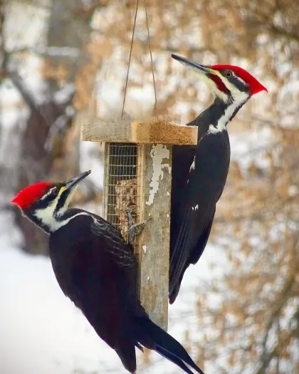 Pileated woodpeckers feast at a bird feeder