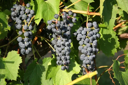 Marquette grapes at River View Winery