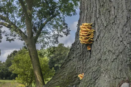 Wild chicken of the woods mushrooms