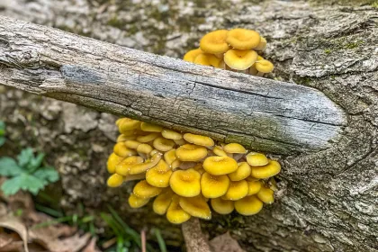 Wild golden oyster mushrooms