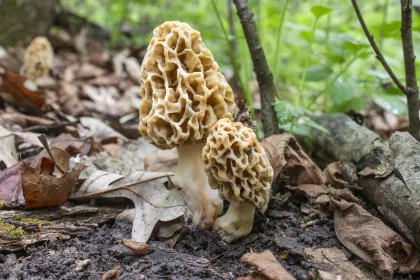 Wild morels
