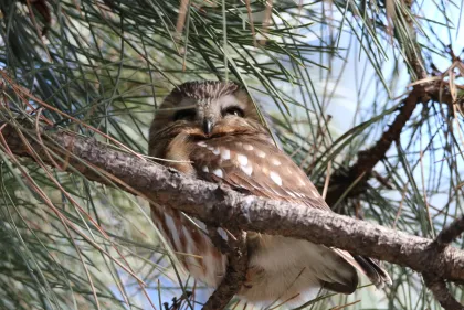 A Northern Saw-whet Owl at Dodge Nature Center