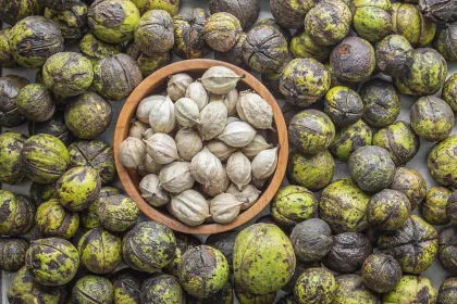 Shagbark hickory nuts