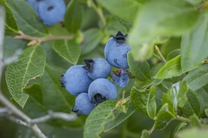 Wild blueberries