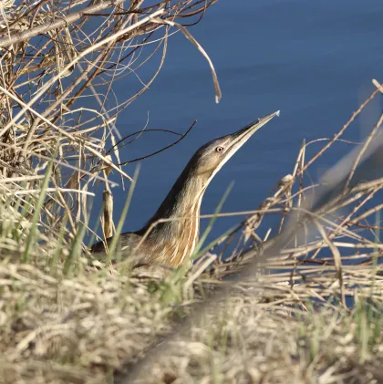 An American Bittern bird in Wood Lake Nature Center