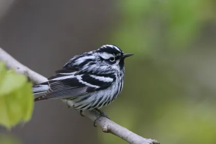A Black-and-white Warbler in Tettegouche State Park