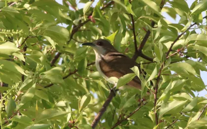 A Black-billed Cuckoo at Sherburne National Wildlife Refuge