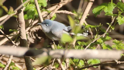 A Blue-gray Gnatcatcher bird at Crosby Farm Regional Park