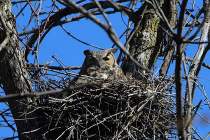 A Great Horned Owl at Reservoir Woods Park