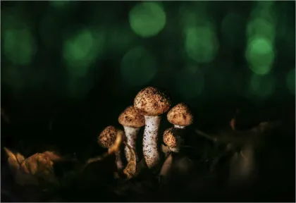 An award-winning honey fungus photo by Natalia Pederson