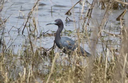 A Little Blue Heron in North Ottawa Impoundment