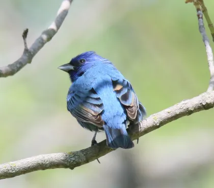 A male Indigo Bunting at Eloise Butler Wildflower Garden