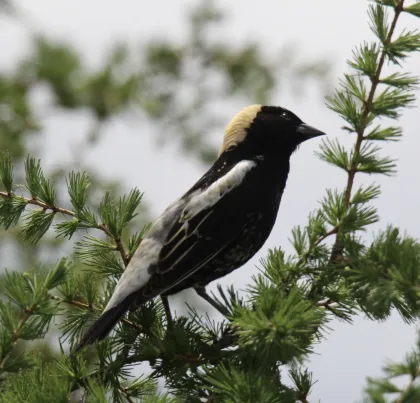 A male Bobolink at Sax-Zim Bog