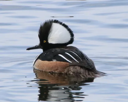 A male Hooded Merganser at Bass Ponds