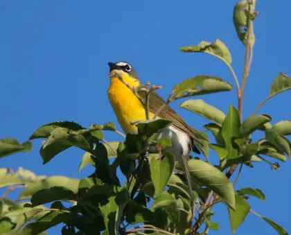A Northern Parula bird near Afton State Park