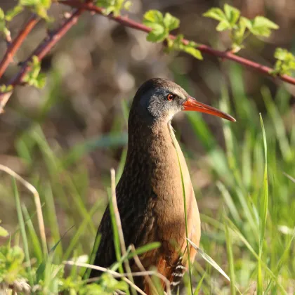 A Virginia Rail at Old Cedar Avenue Bridge