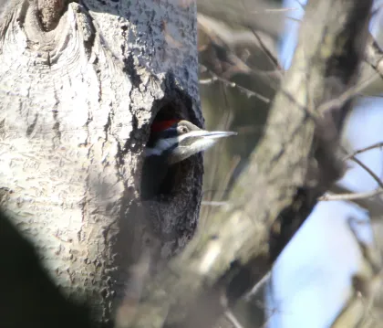 A Pileated Woodpecker at Roberts Bird Sanctuary