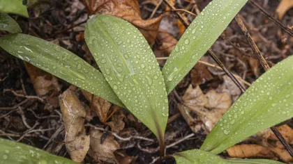 Wild ramps
