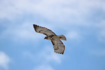 A Red-tailed Hawk at Hawk Ridge in Duluth