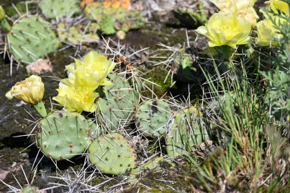 Prickly pear cacti at Blue Mounds State Park