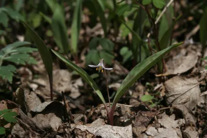 A rarely seen Dwarf Trout Lily at Nerstrand Big Woods State Park