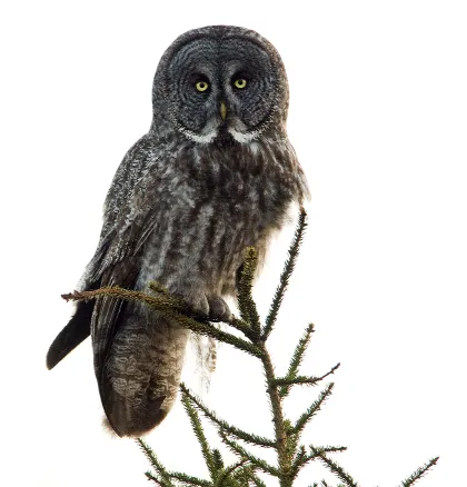 An owl spotting in Roseau, Minnesota