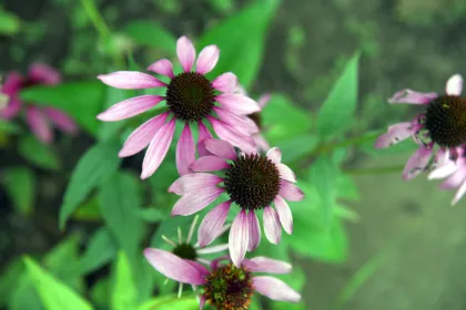 Wildflowers at Northland Arboretum