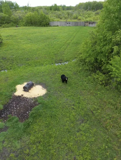 A bear is spotted at Nature Retreats MN