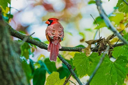 A Northern cardinal spotted at Carleton College's Cowling Arboretum
