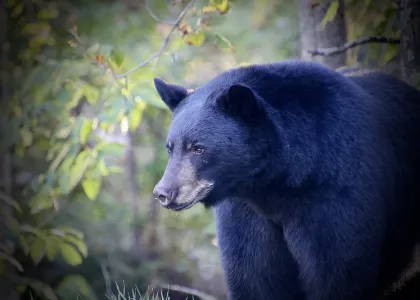 A bear at Nature Retreats MN