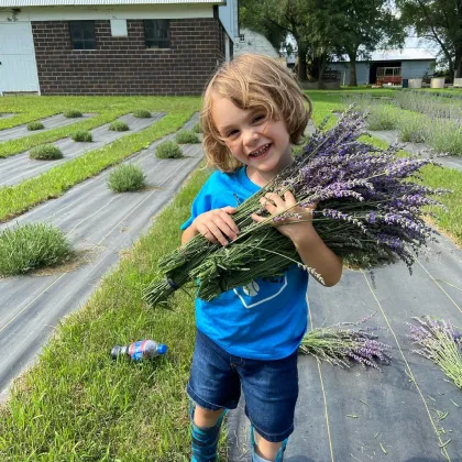 A young child holding a lavender bouquet at the Lavender Barnyard