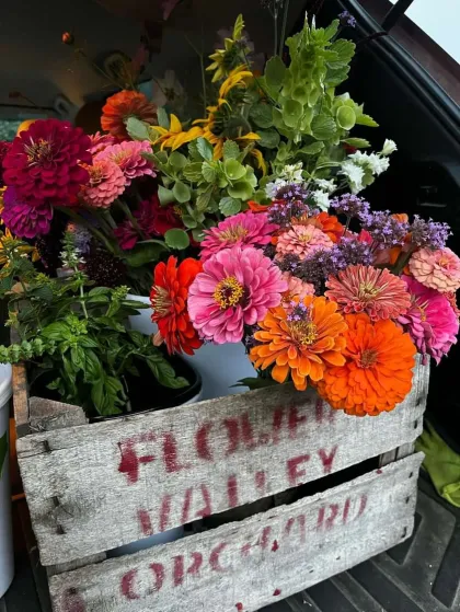 A zinnia bouquet at Flower Valley Orchards