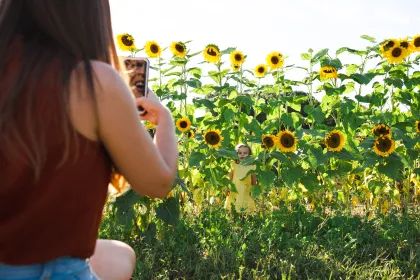 A sea of sunflowers at Joyer Adventure Farm