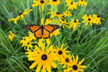 A monarch butterfly and flowers at Jay C Hormel Nature Center