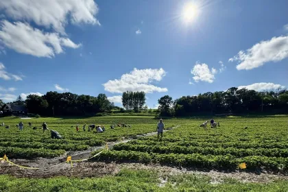 A field full of strawberry pickers at Wold Strawberries