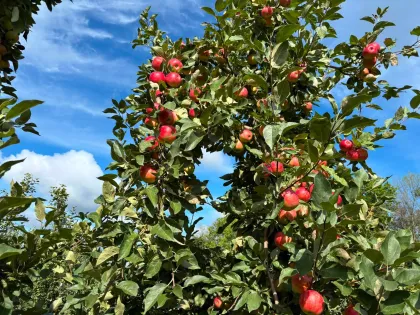 Apple Creek Orchard