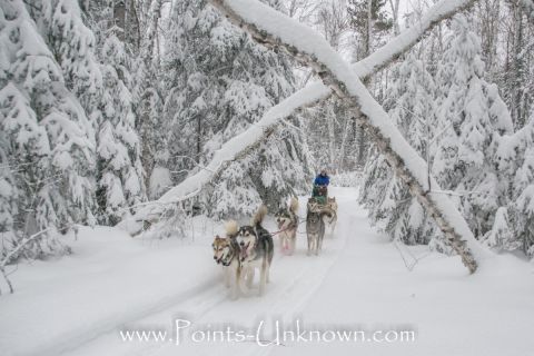 Points unknown dog sales sledding