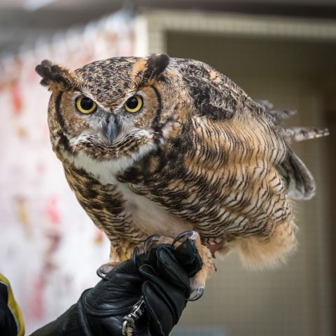 International Owl Center Explore Minnesota