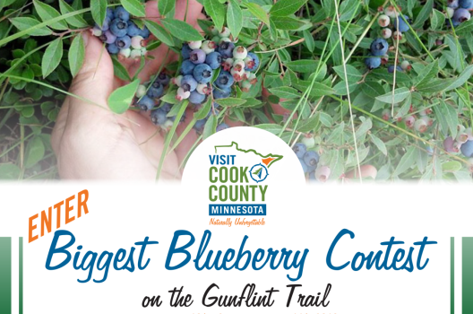 Enter Biggest Blueberry Contest on the Gunflint Trail