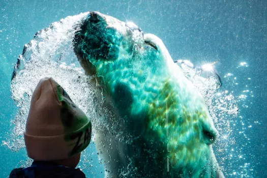 Polar bear exhales bubbles while ascending under water