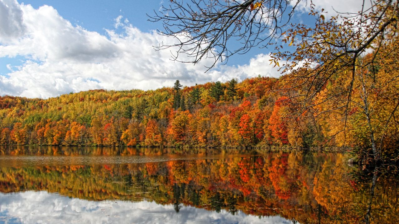 Fall trees lining the St Louis River