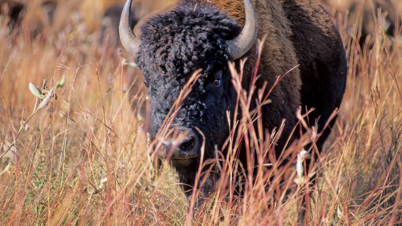 Bisonte en el Parque Estatal Blue Mounds