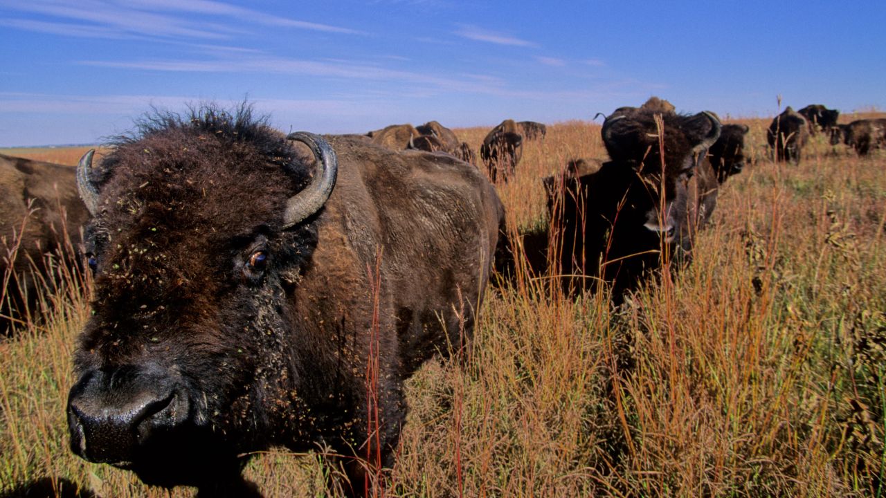 Bison herd Blue Mounds State Park