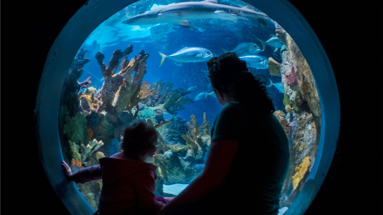 Discovery Bay en el Zoológico de Minnesota