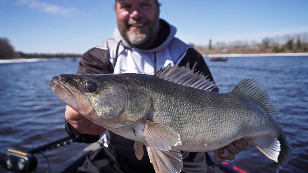 El hombre sostiene un lucioperca de 30 pulgadas atrapado en el río Rainy