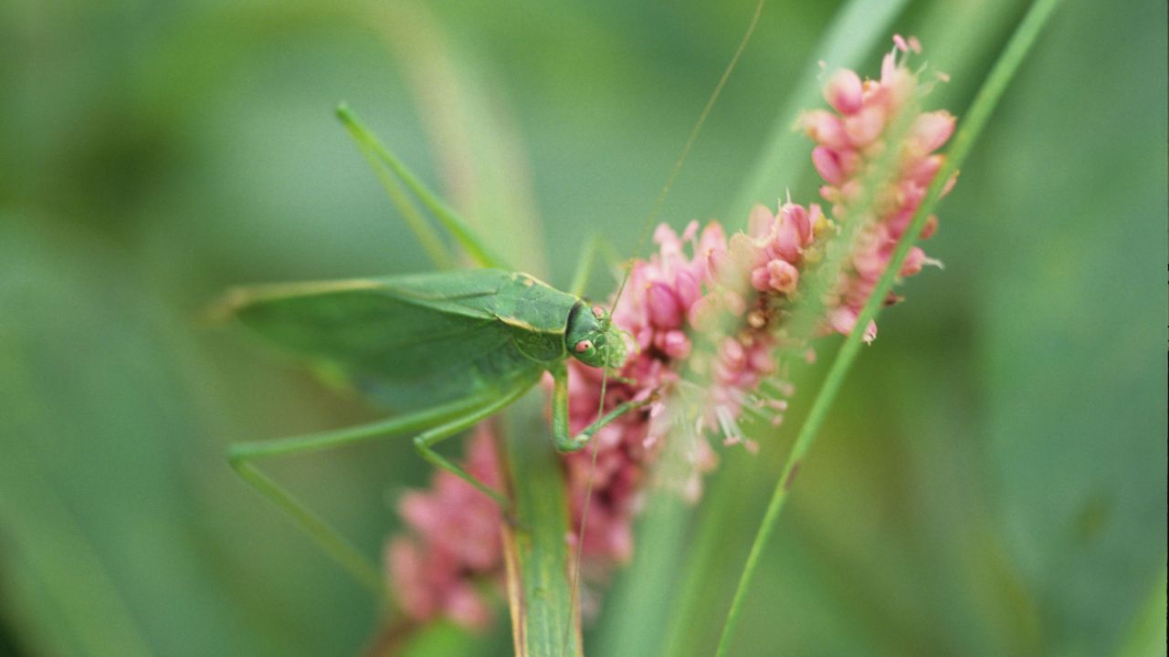 Grasshopper on wild flower along the Shooting Star Scenic Byway