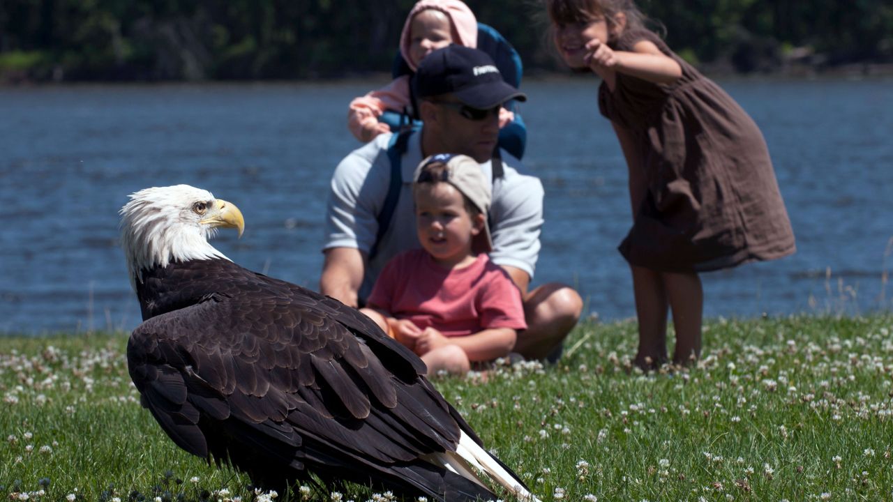 National Eagle Center en Wabasha