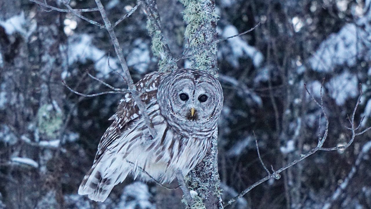 Búho de nieve en árbol en el Parque Nacional Voyageurs