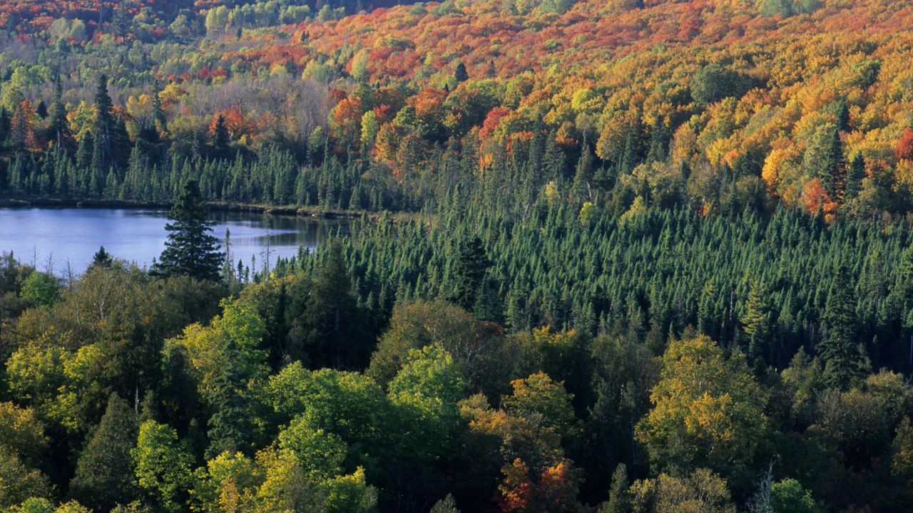 Superior National Forest fall scene from Oberg Mountain