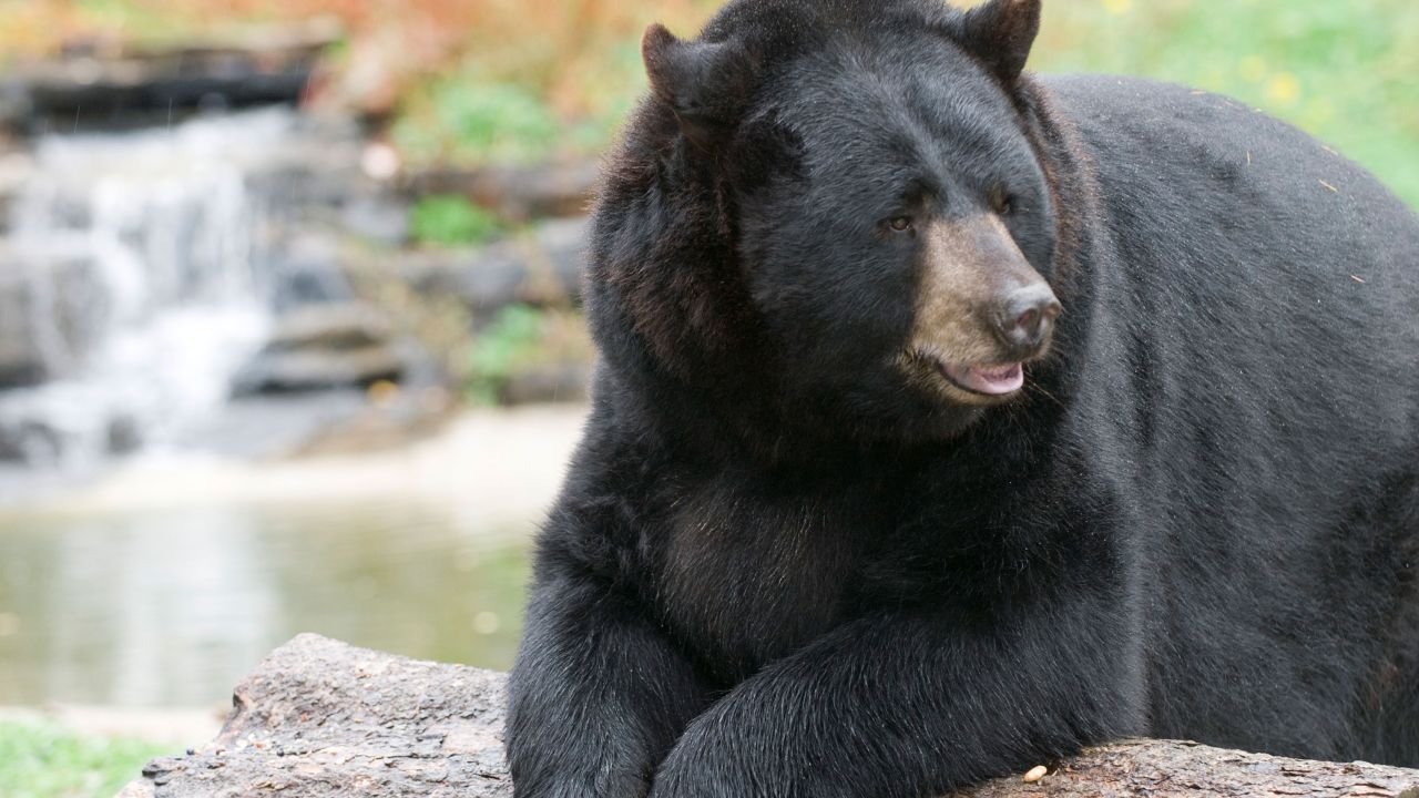 Oso negro en el North American Bear Center en Ely